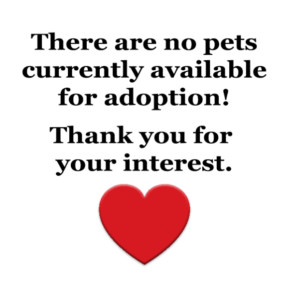 No available pets