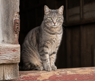 Barn Cats